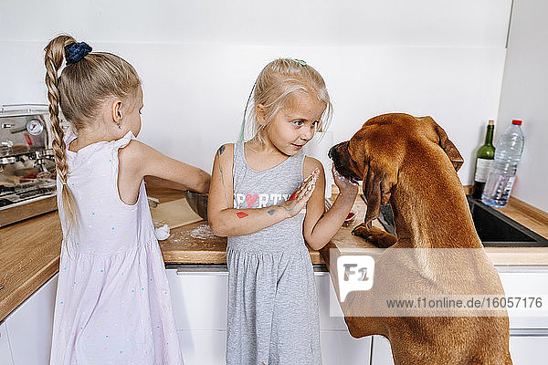 Mädchen spielt mit Hund  während die Schwester in der Küche zu Hause Essen zubereitet