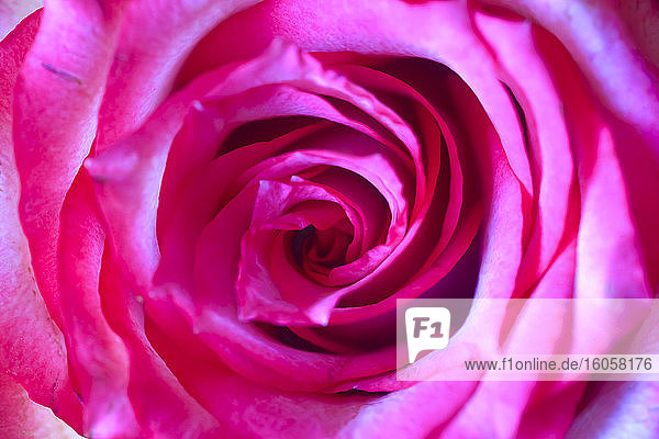 Kopf einer rosa blühenden Rose