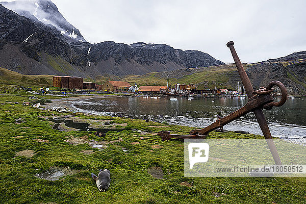 UK  Südgeorgien und Südliche Sandwichinseln  Grytviken  Robben ruhen vor einem rostigen Anker in einer verlassenen Walfangstation