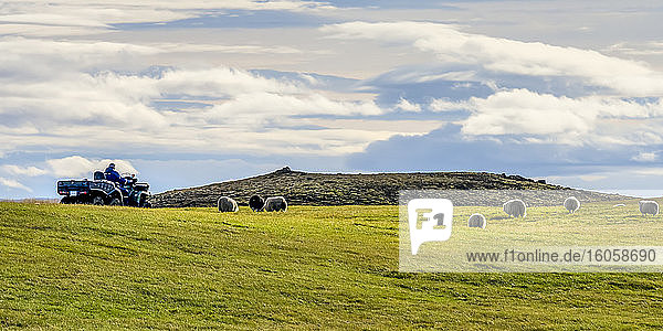 Ein Landwirt fährt mit einem ATV durch ein Feld mit weidenden Schafen (Ovis aries); Skagafjordur  Nordwestliche Region  Island