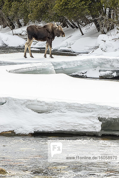 Ein zehn Monate alter Elchbulle (Alces americanus) überquert eine Eisbrücke über einen gefrorenen Fluss  Gaspesie-Nationalpark; Quebec  Kanada