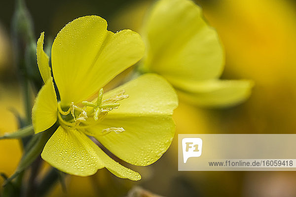 Hooker's Evening Primrose (Oenothera elata) ist eine Wildblume  die oft im Blumengarten willkommen ist; Astoria  Oregon  Vereinigte Staaten von Amerika