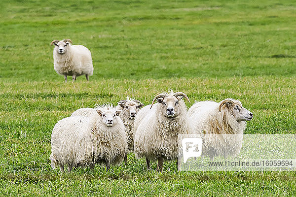 Herde weißer Schafe (Ovis aries) steht auf Gras und schaut in die Kamera; Rangarping eystra  Südliche Region  Island