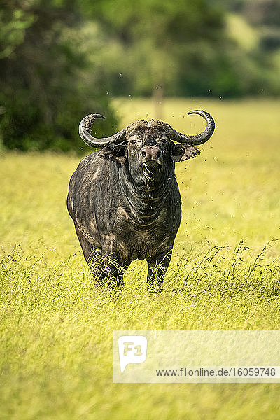 Porträt eines Kapbüffels (Syncerus caffer)  der im langen Gras auf der Savanne grast und in die Kamera schaut; Tansania