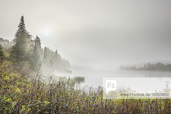 Dichter Nebel über einem ruhigen See mit Wildblumen im Vordergrund; Thunder Bay  Ontario  Kanada