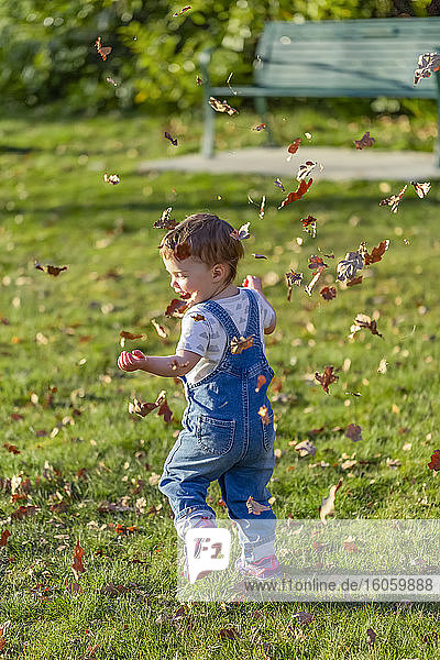 Toddler girl plays with falling autumn leaves in a park; North Vancouver  British Columbia  Canada
