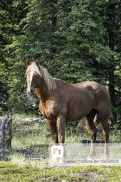 Wild horse (equus ferus); Yukon  Canada
