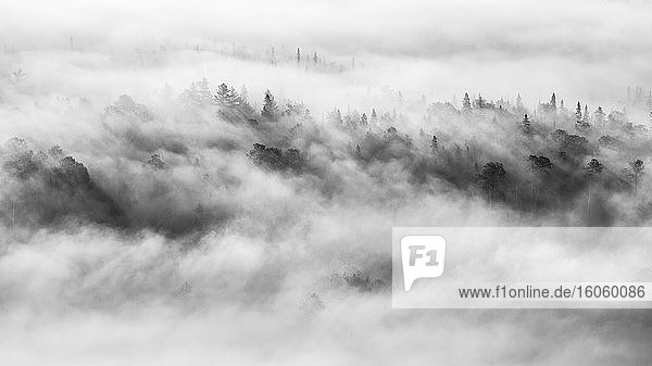 Dichter Nebel rollt schwarz-weiß über die Baumkronen eines Waldes; Ontario  Kanada