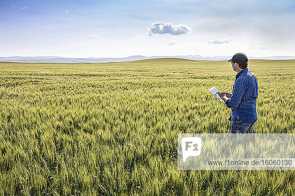 Landwirt  der mit einer Tablette in einem Weizenfeld steht und den Ertrag kontrolliert; Alberta  Kanada