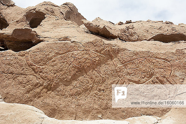 Große und komplexe Petroglyphe mit zwei Lamas; Atacama Chile