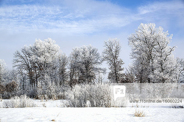 Frostbedeckte Bäume und Schnee vor blauem Himmel an einem kalten Morgen  Sherburne Wildlife Refuge; Minnesota  Vereinigte Staaten von Amerika