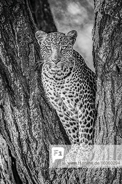 Ein Leopard (Panthera pardus) sitzt im gegabelten Stamm eines Baumes. Er hat ein braunes  geflecktes Fell und schaut direkt in die Kamera. Aufgenommen mit einer Nikon D850 im Serengeti-Nationalpark; Tansania