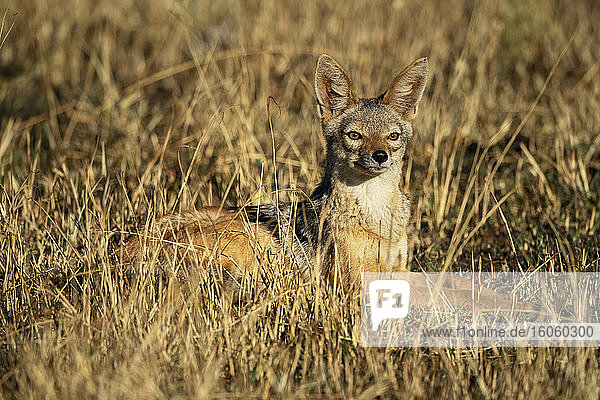 Portrait of black-backed jackal (Canis mesomelas) lying in the grass lifting head and looking alert; Tanzania