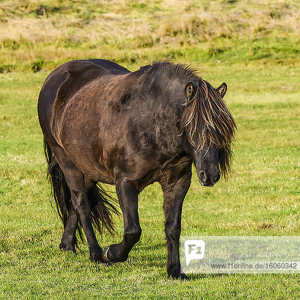 Braunes Pferd (Equus caballus)  das auf dem Gras geht; Myrdalshreppur  Südliche Region  Island