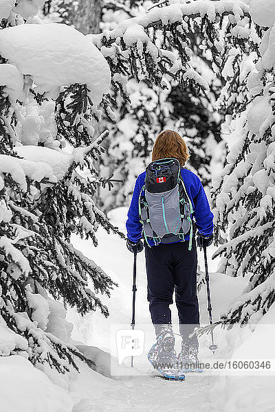 Female snowshoeing on snow-covered trail amongst snow-covered trees  Banff National Park; Lake Louise  Alberta  Canada