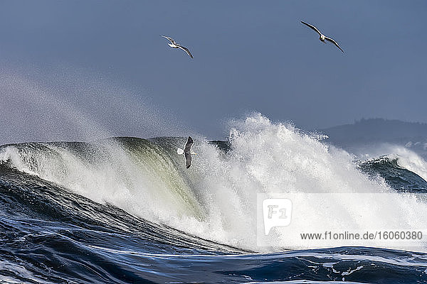 Möwen fliegen mit den brechenden Wellen; Seaside  Oregon  Vereinigte Staaten von Amerika