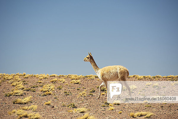Guanaco (Lama guanicoe) geht von rechts nach links gegen den blauen Himmel in der Wüste; Atacama  Chile