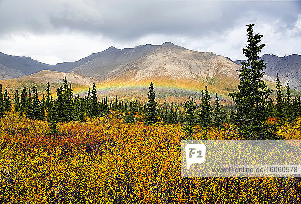 Regenbogen  der sich kurz nach einem leichten Regen über das herbstlich gefärbte Laub der bewaldeten Tundra wölbt  Denali State Park; Alaska  Vereinigte Staaten von Amerika