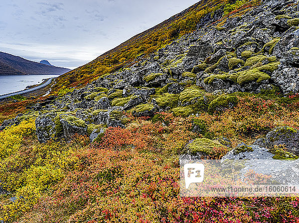 Bunte Tundra am Hang entlang des Alftafjorour-Fjordes; Sudavik  Region Westfjorde  Island