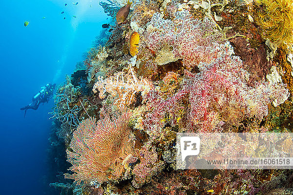 Divers explore a drop off covered with sponges and gorgonian and alcyonarian coral; Philippines