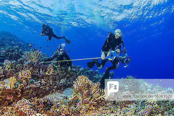 Research divers from the MOC Marine Institute map out coral damage at Molokini Marine Preserve off the island of Maui  Hawaii. In the future  data from here will help to determine the health of Hawaii's reefs; Maui  Hawaii  United States of America