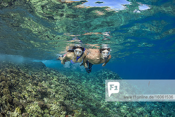 Ein junges Paar taucht frei in klarem Wasser über einem hawaiianischen Riff; Hawaii  Vereinigte Staaten von Amerika