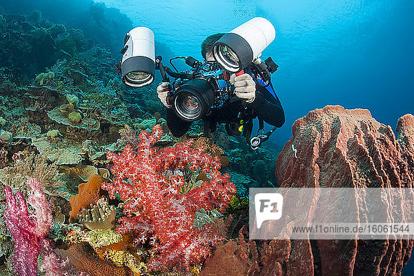 Ein Fotograf stellt sich mit einer Spiegelreflexkamera in einem Gehäuse mit einer Makrolinse auf  um auf winzige Krabben auf Weichkorallen zu schießen; Indonesien
