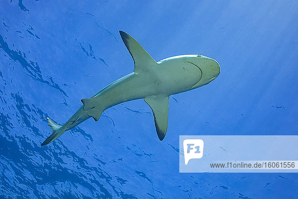 Ein weiblicher Schwarzspitzen-Riffhai (Carcharhinus melanopterus) zieht vor der Insel Yap vorbei; Yap  Mikronesien