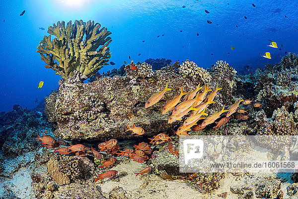 Hawaiian reef scene with soldierfish and goatfish; Hawaii  United States of America