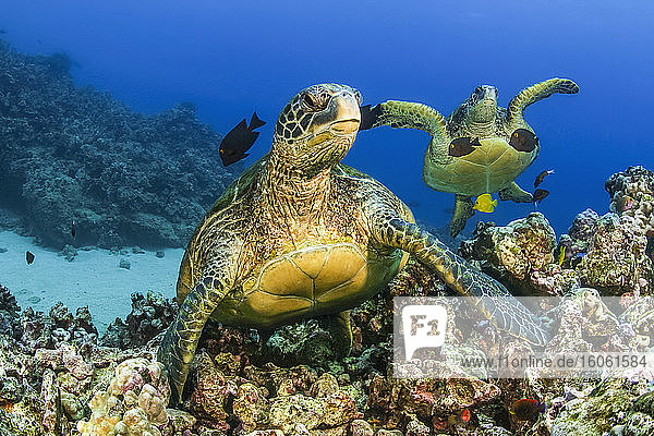 Grüne Meeresschildkröten (Chelonia mydas)  eine vom Aussterben bedrohte Art; Hawaii  Vereinigte Staaten von Amerika
