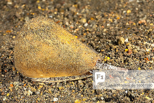 Eichenkegelmuschel  oder Gelbe Kegelmuschel (Conus quercinus)  lebendig unter Wasser  zeigt den Siphon und das Auge; Komodo  Indonesien