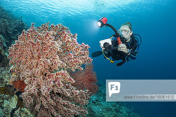 A photographer lines up with a camera in a housing to shoot a large red soft coral fan; Indonesia