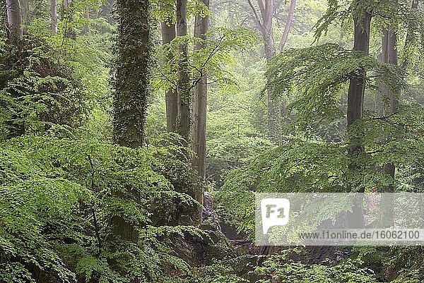 Zerklüftete Felslandschaft  Laubwald mit Rotbuchen (Fagus sylvatica) bei Nieselregen und Nebel  Naturschutzgebiet Felsenmeer  Hemer  Nordrhein-Westfalen  Deutschland  Europa