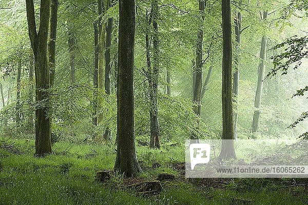 Ein nebliger Buchenwald im Sommer in Stockhill Wood in den Mendip Hills,  Somerset,  England.