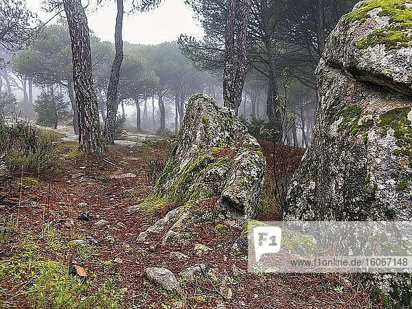 Granitfelsen mit Moos,  Kiefern und Nebel. Madrid. Spanien. Europa.