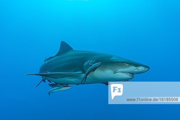 Lemon shark (Negaprion brevirostris)  Tiger beach  Atlantic Ocean  Bahamas  Central America
