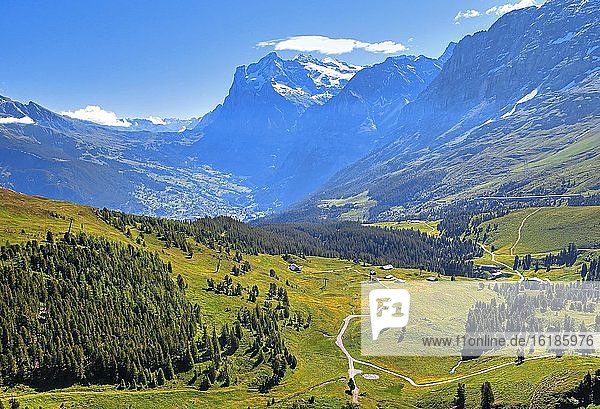Bergwiesen auf der Kleinen Scheidegg mit Wetterhorn über Grindelwald  UNESCO-Weltnaturerbe  Wengen  Jungfrau-Region  Berner Alpen  Berner Oberland  Kanton Bern  Schweiz  Europa