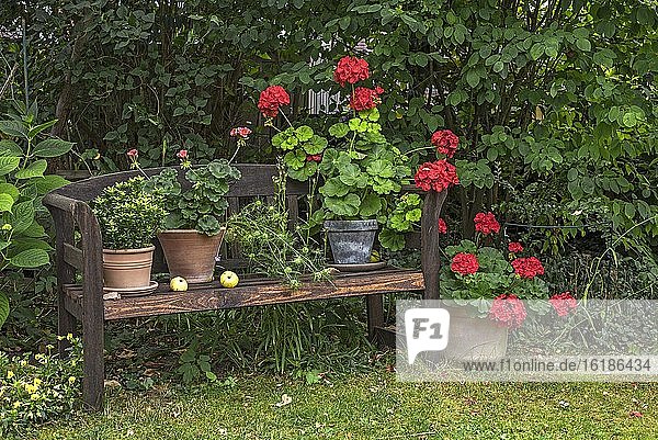 Geranien  Pelargonien (Pelargonium) auf einer Gartenbank  Bayern  Deutschland  Europa