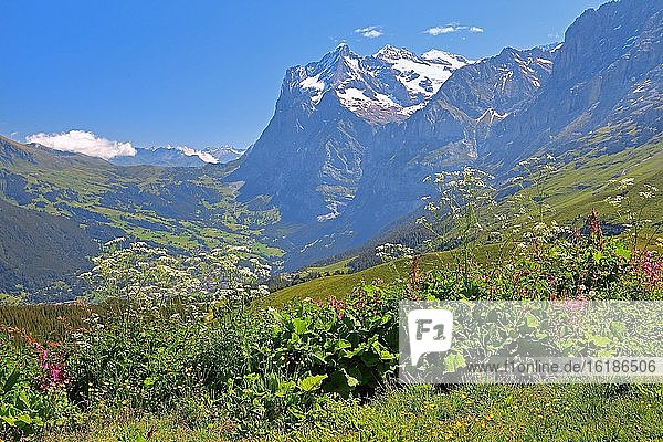 Bergblumen auf der Kleinen Scheidegg mit Wetterhorn  UNESCO-Weltnaturerbe  Wengen  Jungfrau-Region  Berner Alpen  Berner Oberland  Kanton Bern  Schweiz  Europa