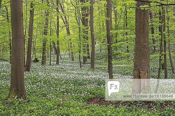 Buchenwald mit blühendem Bärlauch (Allium ursinum)  Nationalpark Hainich  Thüringen  Deutschland  Europa