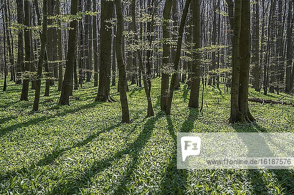Buchenwald mit Bärlauch (Allium ursinum)  Nationalpark Hainich  Thüringen  Deutschland  Europa