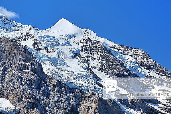 Silberhorn im Jungfrau-Massif  UNESCO-Weltnaturerbe  Wengen  Jungfrau-Region  Berner Alpen  Berner Oberland  Kanton Bern  Schweiz  Europa