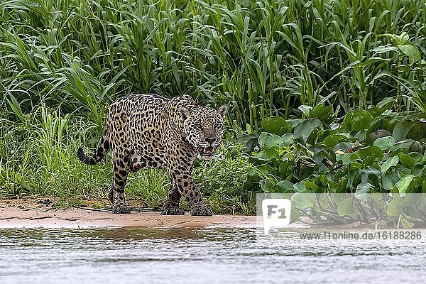 Jaguar (Panthera Onca)  pirscht im Uferbereich  Matto Grosso do Sul  Pantanal  Brasilien  Südamerika