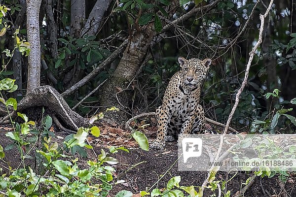 Jaguar (Panthera Onca)  Weibchen  sitzt beobachtend im Wald  Matto Grosso do Sul  Pantanal  Brasilien  Südamerika