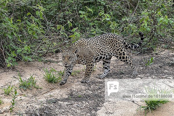 Jaguar (Panthera Onca)  female  creeps on silent soles  Matto Grosso do Sul  Pantanal  Brazil  South America