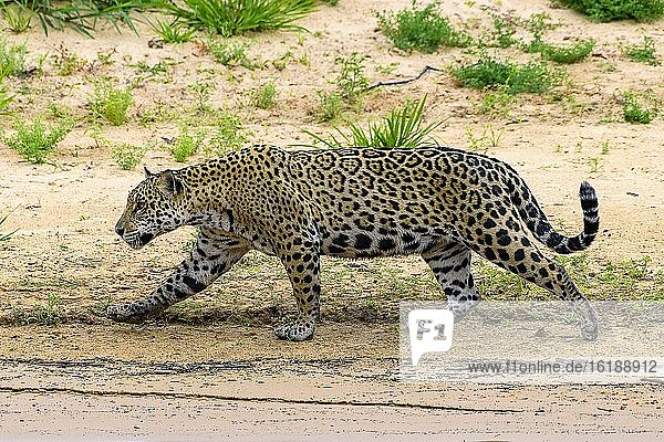 Jaguar (Panthera Onca)  Matto Grosso do Sul  Pantanal  Brazil  South America