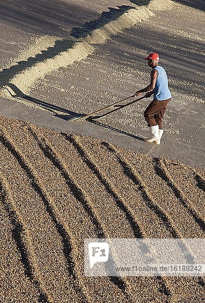 Trocknungsprozess von Kaffeebohnen im Freien  Kaffeeplantage bei Carmo de Minas  Minas Gerais  Brasilien  Südamerika