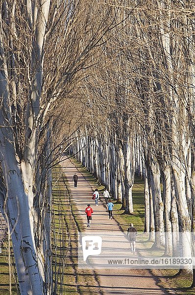Jogger on avenue of black poplars  Salamanca  Spain  Europe