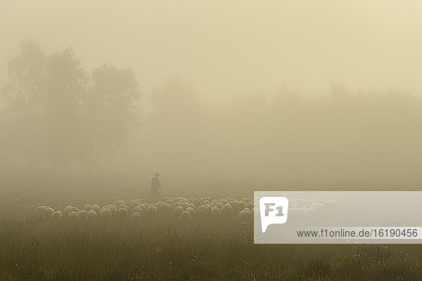 Schäfer mit einer Schafherde in der Heide an der Thülsfelder Talsperre bei Sonnenaufgang im Nebel  Kiefer  Baum  Landkreis Cloppenburg  Niedersachsen  Deutschland  Europa