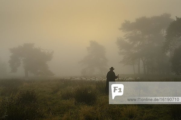 Shepherd with a flock of sheep in the heath at the Thülsfeld dam at sunrise in the fog  County of Cloppenburg  Lower Saxony  Germany  Europe